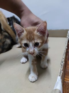 Kitties - Tabby + Calico Cat