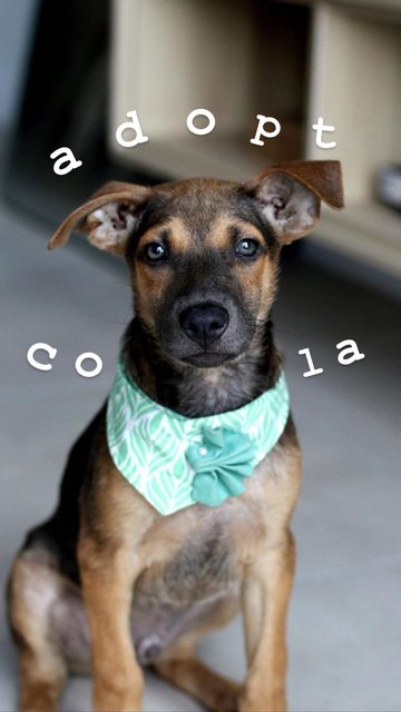 Cola - Mixed Breed Dog