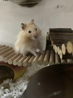 Aspen - Syrian / Golden Hamster Hamster