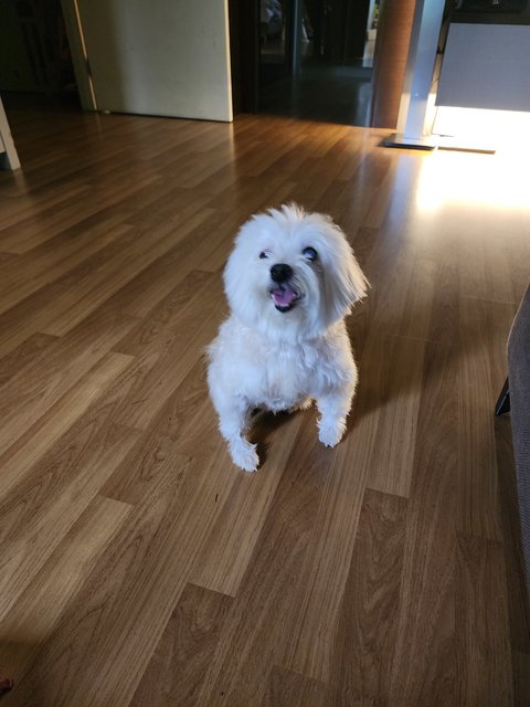 Creamy - Maltese + Poodle Dog