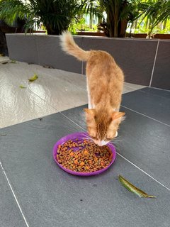 Peaches - The Ginger&amp;white Girl - Domestic Medium Hair Cat