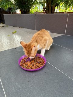 Peaches - The Ginger&amp;white Girl - Domestic Medium Hair Cat