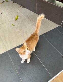 Peaches - The Ginger&amp;white Girl - Domestic Medium Hair Cat