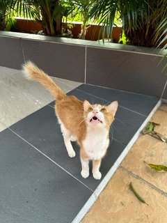 Peaches - The Ginger&amp;white Girl - Domestic Medium Hair Cat