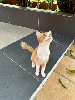 Peaches - The Ginger&amp;white Girl - Domestic Medium Hair Cat