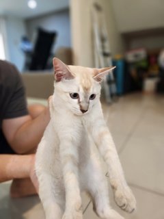 Lulu - Burmese + Siamese Cat