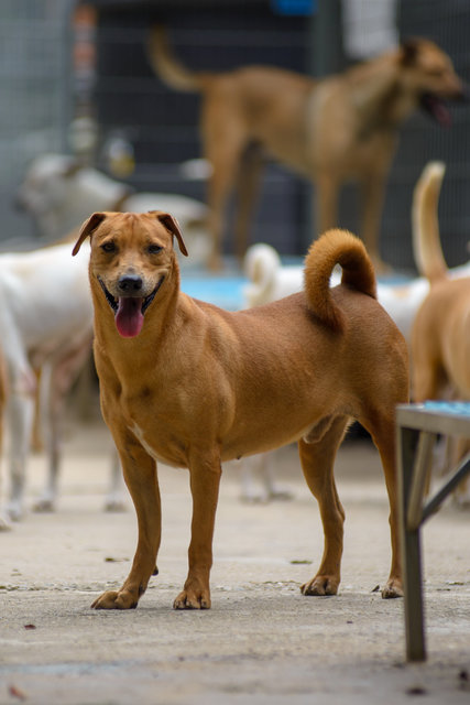 Tom - Mixed Breed Dog