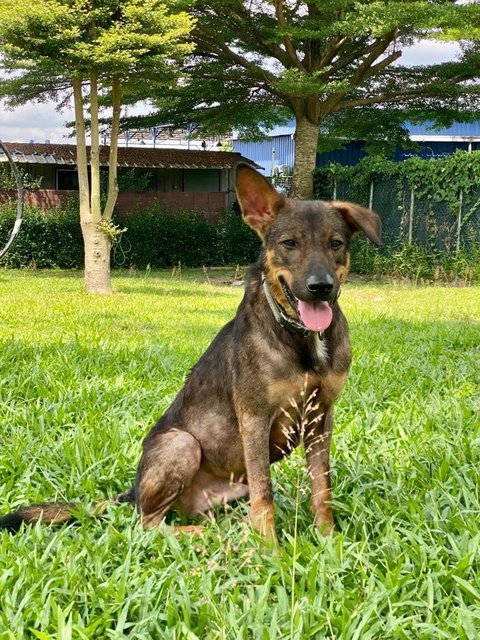 Marcus - A Heroic Boy For You To Love!  - German Shepherd Dog Mix Dog