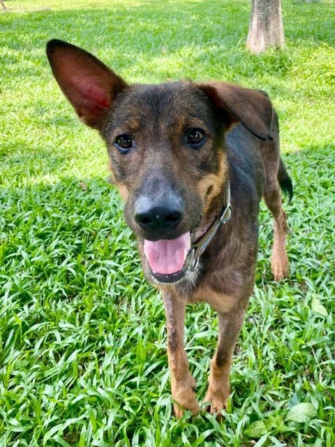 Marcus - A Heroic Boy For You To Love!  - German Shepherd Dog Mix Dog