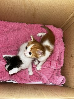 Oreo And Peanut - Domestic Medium Hair Cat