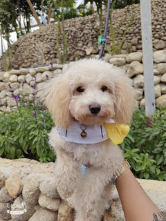 Noem - Poodle Dog