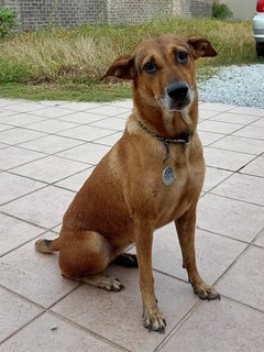 Browny Girl - Mixed Breed Dog