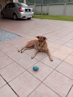 Browny Girl - Mixed Breed Dog