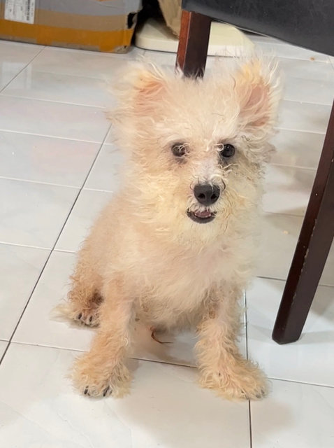 Zeus - Shih Tzu + Poodle Dog