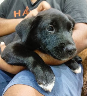 Knight  - Belgian Shepherd Malinois Mix Dog