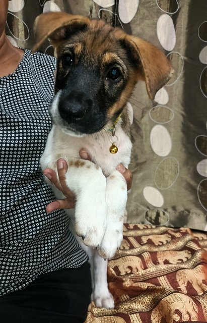 Gumball - Belgian Shepherd Malinois Mix Dog