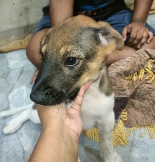 Gumball - Belgian Shepherd Malinois Mix Dog