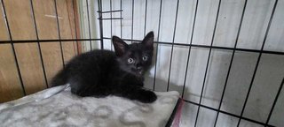 Black ( M) Adopted