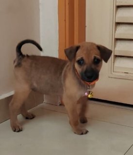 Lili &amp; Lilo - Labrador Retriever + Black Mouth Cur Dog