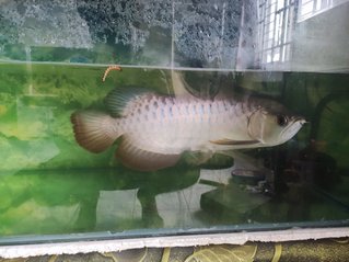 No Name  - Arowanas Fish