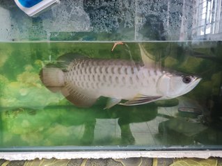 No Name  - Arowanas Fish