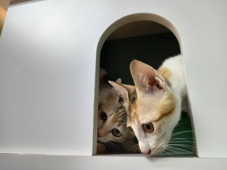 Mia &amp; Tia - Domestic Short Hair Cat