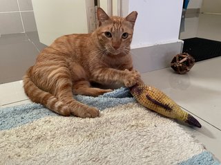 Garfield - Domestic Short Hair Cat