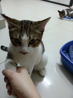 Maru &amp; Max (Siblings) - Domestic Short Hair Cat