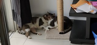 Maru &amp; Max (Siblings) - Domestic Short Hair Cat