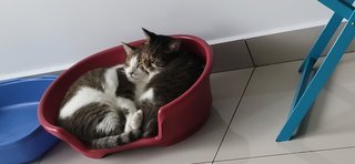 Maru &amp; Max (Siblings) - Domestic Short Hair Cat