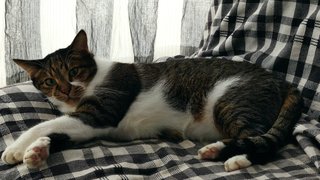 Maru &amp; Max (Siblings) - Domestic Short Hair Cat