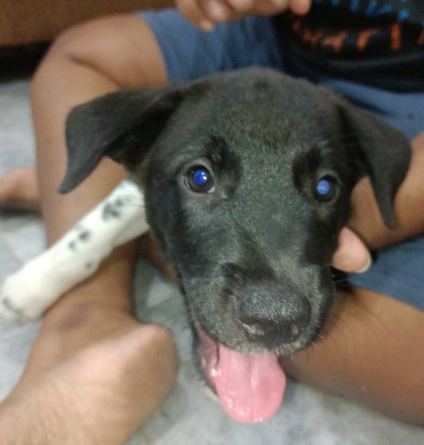 Chowder - Belgian Shepherd Malinois Mix Dog