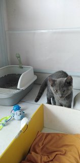 Milo - British Shorthair Cat