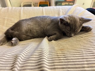 Milo - British Shorthair Cat