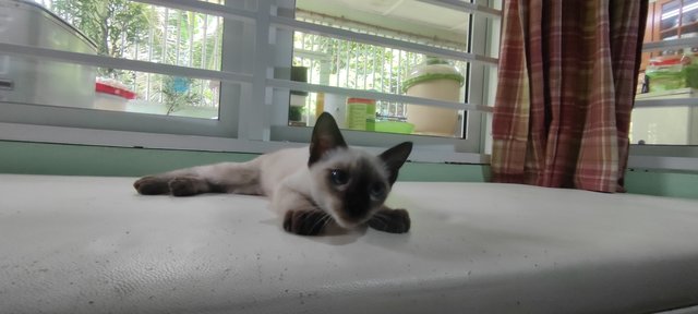 Polly - Siamese Cat