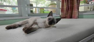 Polly - Siamese Cat