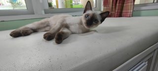 Polly - Siamese Cat