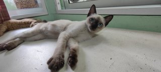 Polly - Siamese Cat