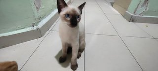 Polly - Siamese Cat