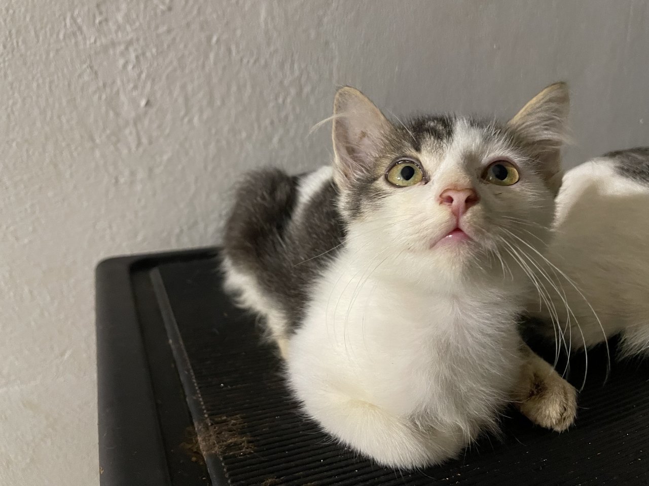 Marble - Domestic Medium Hair Cat