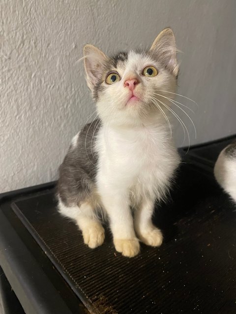 Marble - Domestic Medium Hair Cat