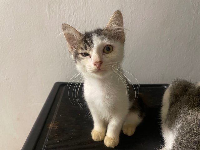 Marble - Domestic Medium Hair Cat