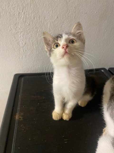 Marble - Domestic Medium Hair Cat