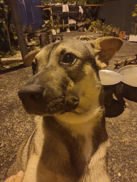 Small, Soya And Teh O - Mixed Breed Dog