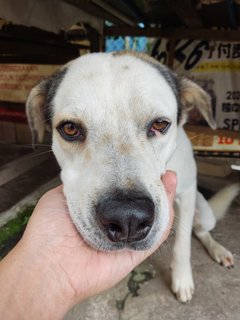 Small, Soya And Teh O - Mixed Breed Dog