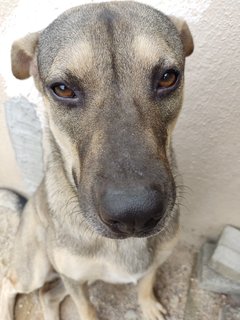 Small, Soya And Teh O - Mixed Breed Dog