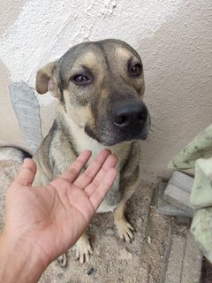 Small, Soya And Teh O - Mixed Breed Dog