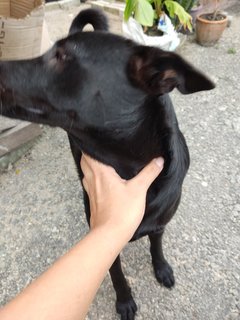 Small, Soya And Teh O - Mixed Breed Dog