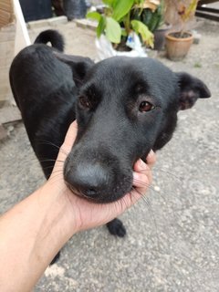 Small, Soya And Teh O - Mixed Breed Dog