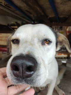 Small, Soya And Teh O - Mixed Breed Dog